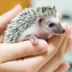 tiny-pets-for-small-house-main