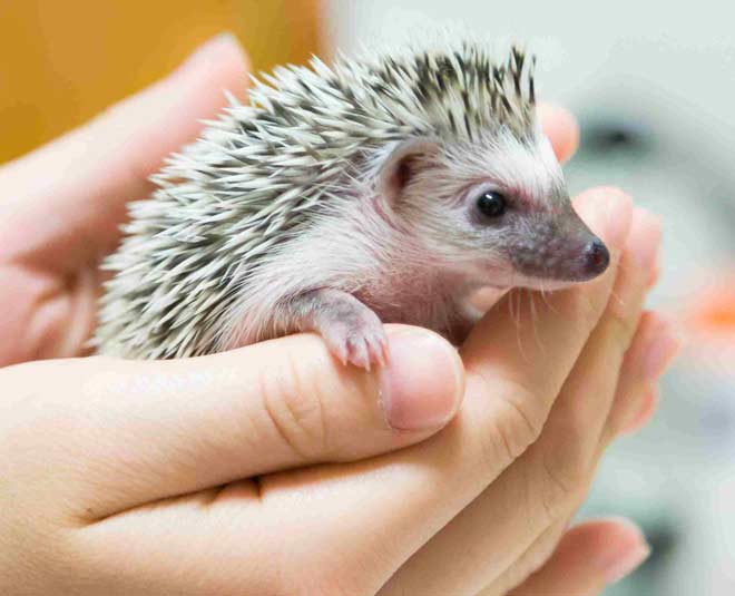tiny-pets-for-small-house-main
